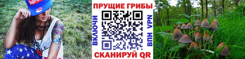 купить наркотики цена  Кукмор  Псилоцибиновые грибы Psilocybe 